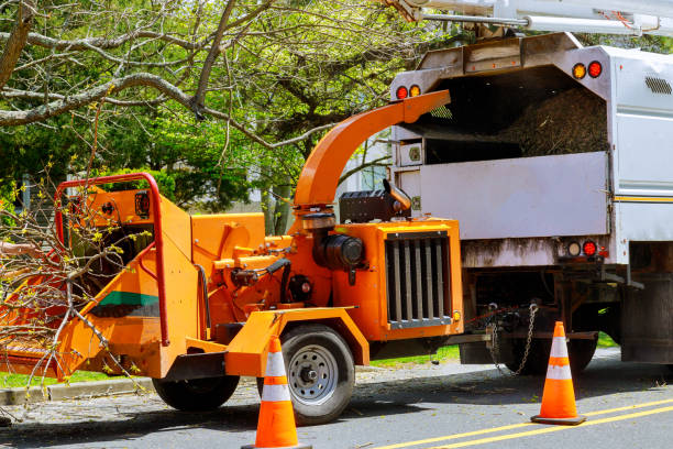 Best Utility Line Clearance  in Canton, TX