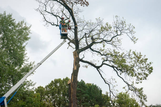 Best Commercial Tree Services  in Canton, TX