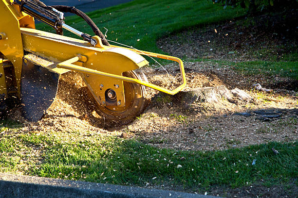 Mulching Services in Canton, TX