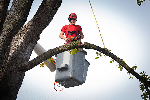 Professional  Tree Services in Canton, TX