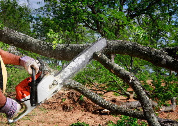 Best Lawn Mowing  in Canton, TX